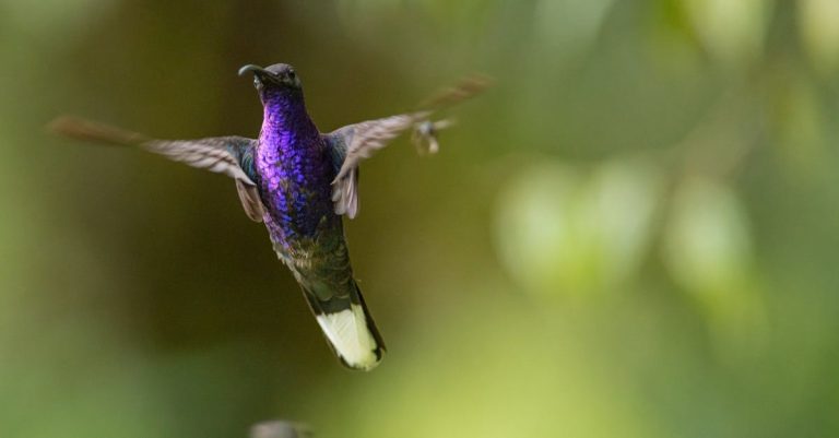 découvrez chiriquí, une province spectaculaire du panama, célèbre pour ses paysages montagneux, ses plantations de café et sa riche biodiversité. explorez ses parcs nationaux, savourez sa cuisine locale et immersez-vous dans la culture panaméenne.