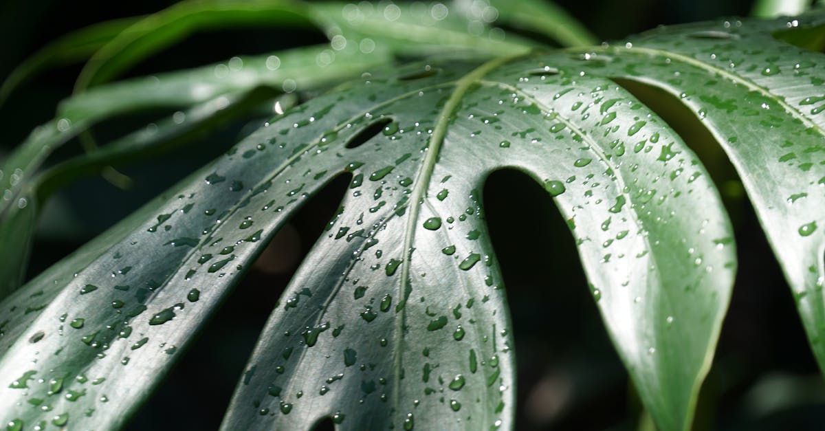 descubre la importancia de la hidratación para tu salud y bienestar. aprende cómo mantenerte adecuadamente hidratado y los beneficios de consumir suficiente agua diariamente.